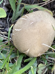 Xerocomellus truncatus