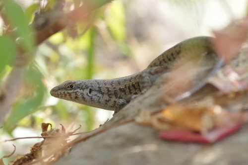 Short-necked Skink