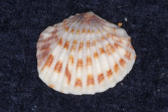 Gafrarium pectinatum