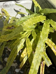 Pteris cretica