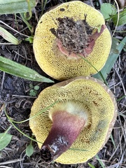 Xerocomellus truncatus