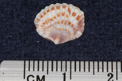 Gafrarium pectinatum