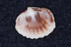 Gafrarium pectinatum