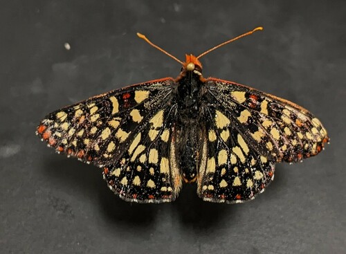 iNaturalist observation photo of Variable Checkerspot