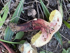 Xerocomellus truncatus