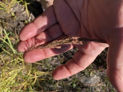 Vahlodea atropurpurea