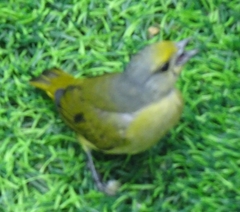 Euphonia