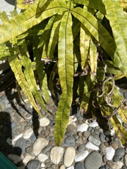 Pteris cretica