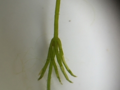 Chara globularis