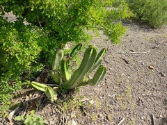Lophocereus schottii