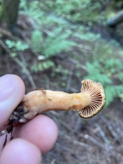 Chroogomphus vinicolor