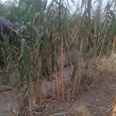 Arundo donax