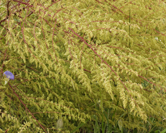 Artemisia scoparia