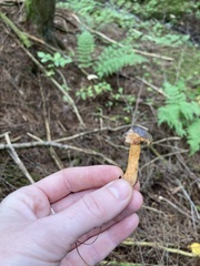 Chroogomphus vinicolor