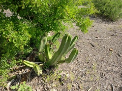 Lophocereus schottii