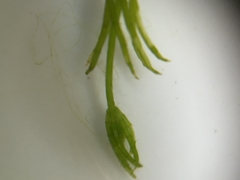 Chara globularis