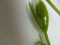 Chara globularis