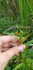 Bidens connata