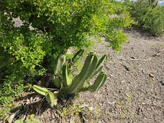 Lophocereus schottii