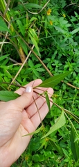 Bidens connata