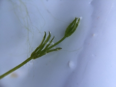 Chara globularis