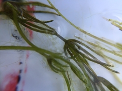 Chara globularis