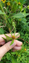 Bidens connata