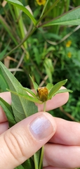 Bidens connata