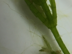 Chara globularis