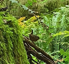 Troglodytes pacificus