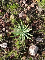 Phemeranthus napiformis