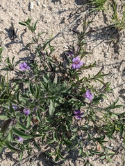 Dyschoriste linearis