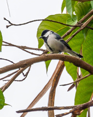 Parus cinereus