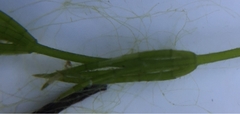 Chara globularis