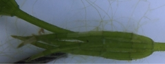 Chara globularis