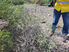 Celtis pallida