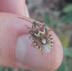 Codophila varia