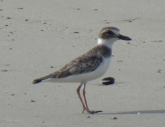 Charadrius wilsonia