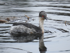 Podiceps occipitalis