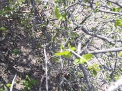 Celtis pallida