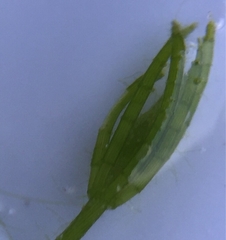 Chara globularis
