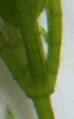 Chara globularis