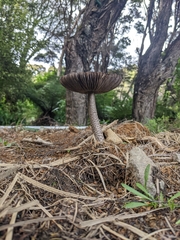 Amanita pekeoides
