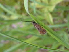 Oligostomis ocelligera