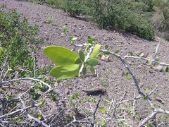 Celtis pallida