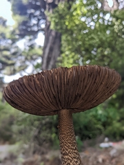 Amanita pekeoides