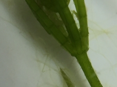 Chara globularis