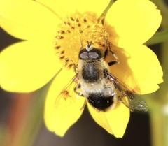 Eristalis anthophorina