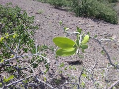 Celtis pallida