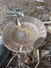 Amanita pekeoides